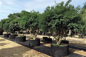 Deepdale Trees